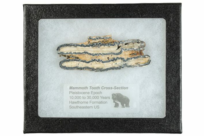 Mammoth Molar Slice With Case - South Carolina #291195